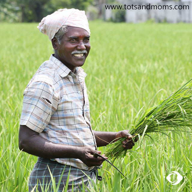 Makar Sankranti Pongal Lohri uttarayan maghi information for kids