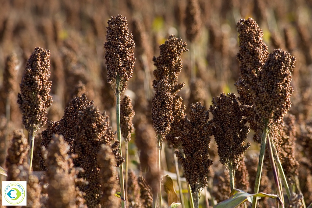 Benefits of millet