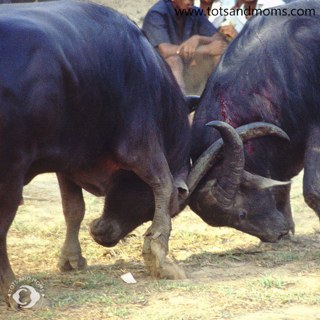 Makar Sankranti Pongal Lohri uttarayan maghi information for kids