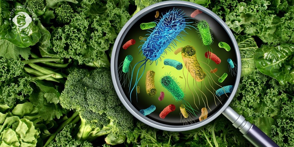 Food Poisoning in Babies Food Poisoning in Kids Causes of Food Poisoning Symptoms of Food Poisoning Remedies for Food Poisoning Treatments for food poisoning bacteria germs in food home cooked food hydration